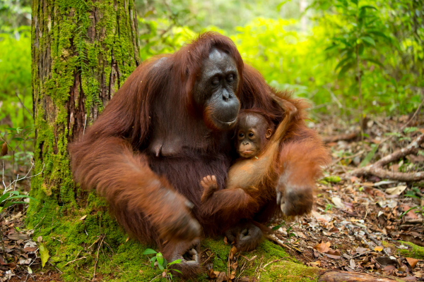 mother and baby orangutan sitting in a forest