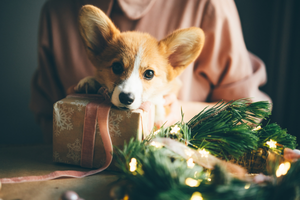corgi puppy with a wrapped holiday gift
