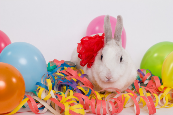 white bunny surrounded by birthday balloons and streamers, wearing a red bow on its neck.