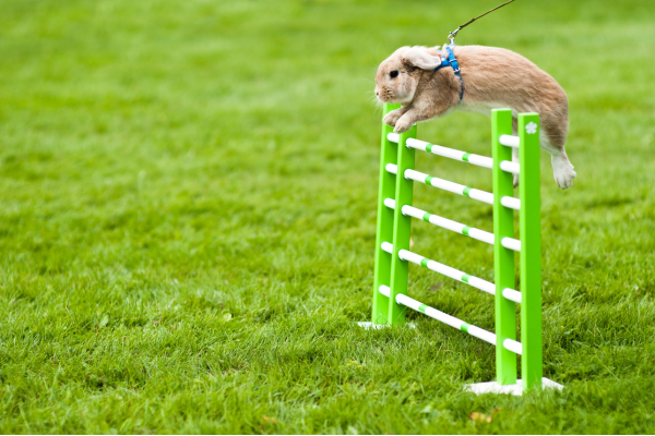 rabbit outside on the grass jumping over a tall fence