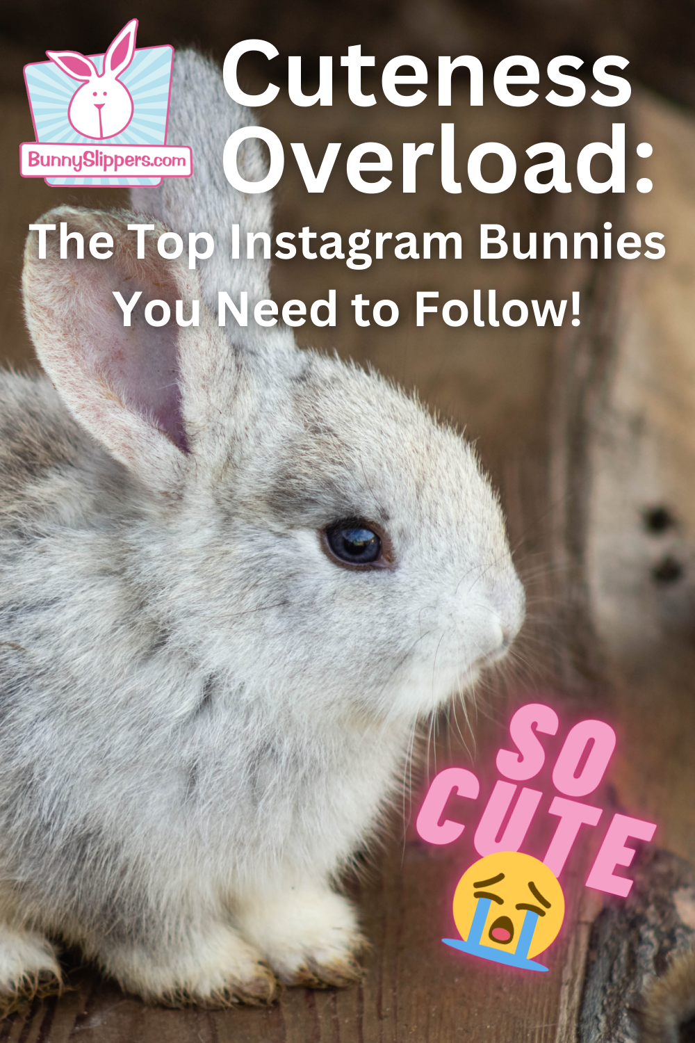 Cuteness Overload: The Top Instagram Bunnies You Need to Follow!