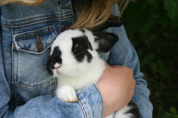 person wearing denim jacket holds a black and white spotted rabbit