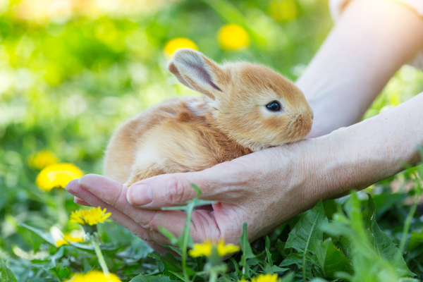 hands hold a small tan colored bunny over a grassy field with flowers
