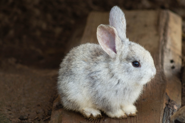 small gray rabbit stands on a wooden board
