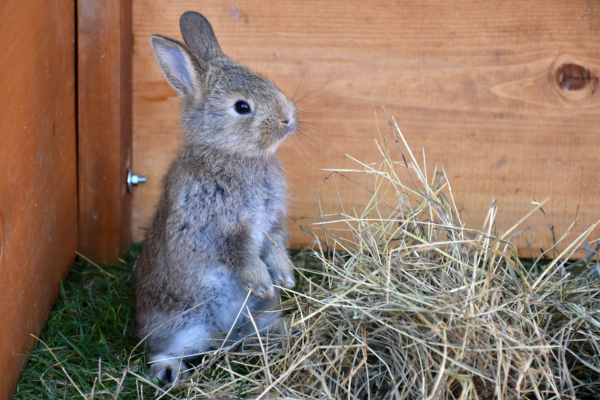 gray speckled bunny stands on its hind legs on a pile of hay, with wooden wall behind it