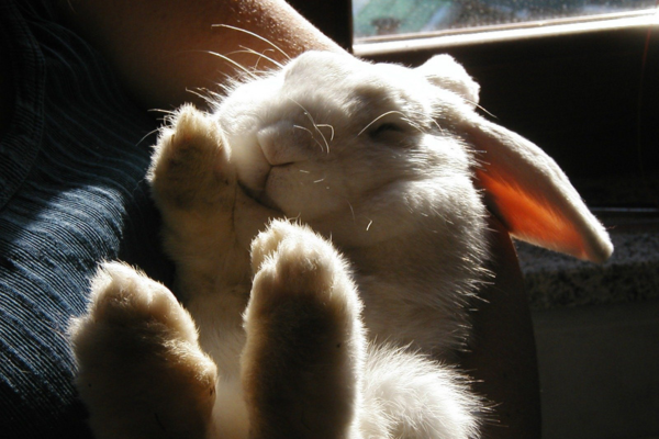 person holds a big bunny with floppy ears and its paws are sticking up