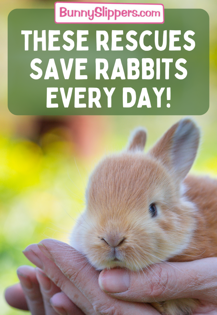 These Rescues Save Rabbits Every Day… Hop Hop Hooray!